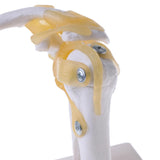 Maxbell Maxbell 1:1 Lifesize Human Shoulder Joint Flexible Model with Ligaments Anatomical Skeletal Collectibles Professional Teaching Tool