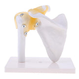 Maxbell Maxbell 1:1 Lifesize Human Shoulder Joint Flexible Model with Ligaments Anatomical Skeletal Collectibles Professional Teaching Tool