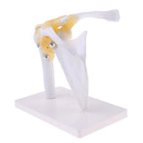 Maxbell Maxbell 1:1 Lifesize Human Shoulder Joint Flexible Model with Ligaments Anatomical Skeletal Collectibles Professional Teaching Tool