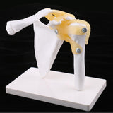 Maxbell Maxbell 1:1 Lifesize Human Shoulder Joint Flexible Model with Ligaments Anatomical Skeletal Collectibles Professional Teaching Tool