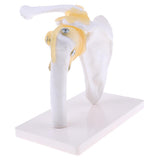 Maxbell Maxbell 1:1 Lifesize Human Shoulder Joint Flexible Model with Ligaments Anatomical Skeletal Collectibles Professional Teaching Tool