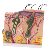 Biology Human Head Neck & Skin Anatomy Model Kids Teaching Aids Kit