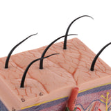 Maxbell Maxbell Human Skin Model, 50X Enlarged Science Anatomy Biology Teaching Aids School Education Supplies w/ 25 labeled diagrams