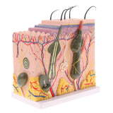Biology Human Head Neck & Skin Anatomy Model Kids Teaching Aids Kit