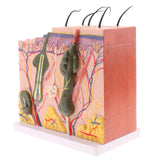 Biology Human Head Neck & Skin Anatomy Model Kids Teaching Aids Kit