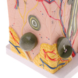 Biology Human Head Neck & Skin Anatomy Model Kids Teaching Aids Kit