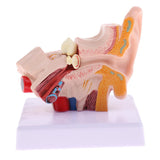 Maxbell Maxbell Magnification 1.5x Human Ear Joint Outer, Middle, Inner ear Model with Base School Teaching Supplies