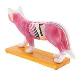 Maxbell Maxbell Dog & Cat Acupuncture Anatomical Model With Acupuncture Points Professional Teaching Tool Science Educational
