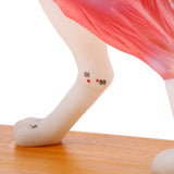 Maxbell Maxbell Dog & Cat Acupuncture Anatomical Model With Acupuncture Points Professional Teaching Tool Science Educational