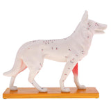 Maxbell Maxbell Dog & Cat Acupuncture Anatomical Model With Acupuncture Points Professional Teaching Tool Science Educational