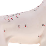 Maxbell Maxbell Dog & Cat Acupuncture Anatomical Model With Acupuncture Points Professional Teaching Tool Science Educational