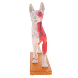 Maxbell Maxbell Dog & Cat Acupuncture Anatomical Model With Acupuncture Points Professional Teaching Tool Science Educational