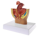 Maxbell Maxbell 1:2 Sagittal Section Of Human Female Pelvis Cavity Organs of Generation Structure Model Biological Learning Display