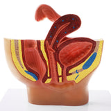 Maxbell Maxbell 1:2 Sagittal Section Of Human Female Pelvis Cavity Organs of Generation Structure Model Biological Learning Display