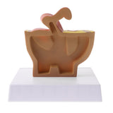 Maxbell Maxbell 1:2 Sagittal Section Of Human Female Pelvis Cavity Organs of Generation Structure Model Biological Learning Display