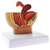 Maxbell Maxbell 1:2 Sagittal Section Of Human Female Pelvis Cavity Organs of Generation Structure Model Biological Learning Display