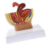 Maxbell Maxbell 1:2 Sagittal Section Of Human Female Pelvis Cavity Organs of Generation Structure Model Biological Learning Display