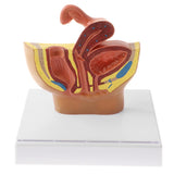 Maxbell Maxbell 1:2 Sagittal Section Of Human Female Pelvis Cavity Organs of Generation Structure Model Biological Learning Display