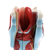 2Sets Magnify 2x Human 5 Parts Pharynx and Larynx Model  Study Kits