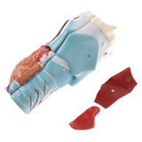 2Sets Magnify 2x Human 5 Parts Pharynx and Larynx Model  Study Kits