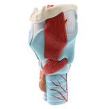 2Sets Magnify 2x Human 5 Parts Pharynx and Larynx Model  Study Kits