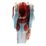 2Sets Magnify 2x Human 5 Parts Pharynx and Larynx Model  Study Kits