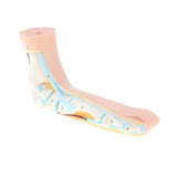 Maxbell Maxbell 1:1 Lifesize Human Flat Foot Model with Ligaments Bones Muscles Anatomical Model Kit