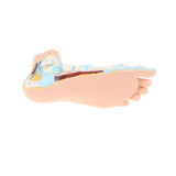 Maxbell Maxbell 1:1 Lifesize Human Flat Foot Model with Ligaments Bones Muscles Anatomical Model Kit
