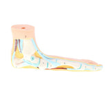 Maxbell Maxbell 1:1 Lifesize Human Flat Foot Model with Ligaments Bones Muscles Anatomical Model Kit