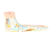 Maxbell Maxbell 1:1 Lifesize Human Flat Foot Model with Ligaments Bones Muscles Anatomical Model Kit