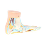Maxbell Maxbell 1:1 Lifesize Human Flat Foot Model with Ligaments Bones Muscles Anatomical Model Kit
