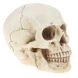 Maxbell Maxbell Lab Learning Resources - 1:1 Lifesize Human Head Skull Skeleton Anatomy Model