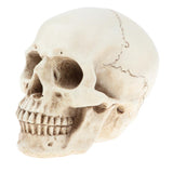 Maxbell Maxbell Lab Learning Resources - 1:1 Lifesize Human Head Skull Skeleton Anatomy Model