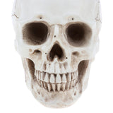 Maxbell Maxbell Lab Learning Resources - 1:1 Lifesize Human Head Skull Skeleton Anatomy Model