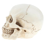 Maxbell Maxbell Lab Learning Resources - 1:1 Lifesize Human Head Skull Skeleton Anatomy Model