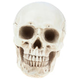 Maxbell Maxbell Lab Learning Resources - 1:1 Lifesize Human Head Skull Skeleton Anatomy Model