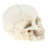 Maxbell Maxbell Lab Learning Resources - 1:1 Lifesize Human Head Skull Skeleton Anatomy Model