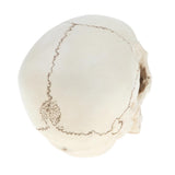 Maxbell Maxbell Lab Learning Resources - 1:1 Lifesize Human Head Skull Skeleton Anatomy Model