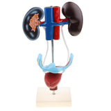 Maxbell Maxbell Lifesize Female Urinary Organ Female Reproductive System Model - Science Classroom Decoration, Medical Teaching Tools Models, Study Aids