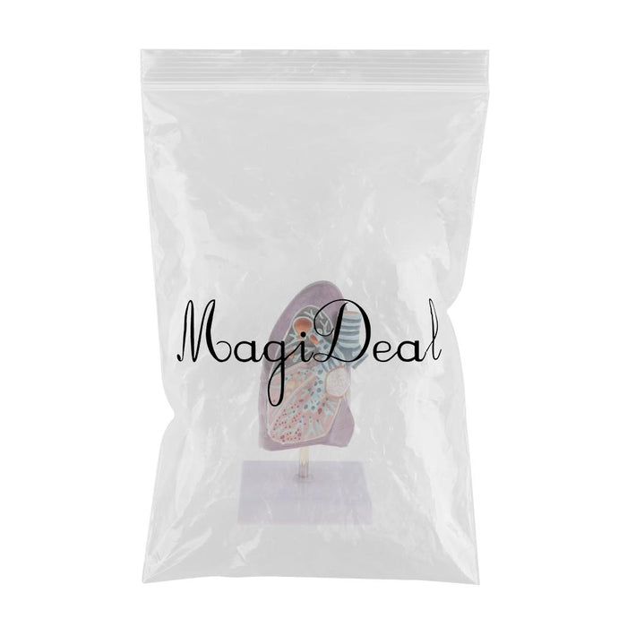 Maxbell Maxbell 2:3 Human Diseased Lung Structure Respiratory System Pathological Model Kits Lab Supplies School Teaching Display