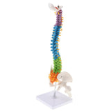 Maxbell 17inch Scientific Ultra Flexible Spine Model for Anatomy Teaching Learning - Aladdin Shoppers