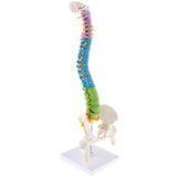 Maxbell 17inch Scientific Ultra Flexible Spine Model for Anatomy Teaching Learning - Aladdin Shoppers