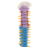 Maxbell 17inch Scientific Ultra Flexible Spine Model for Anatomy Teaching Learning - Aladdin Shoppers