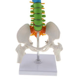 Maxbell 17inch Scientific Ultra Flexible Spine Model for Anatomy Teaching Learning - Aladdin Shoppers