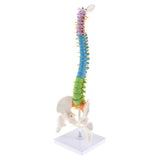 Maxbell 17inch Scientific Ultra Flexible Spine Model for Anatomy Teaching Learning - Aladdin Shoppers