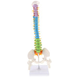Maxbell 17inch Scientific Ultra Flexible Spine Model for Anatomy Teaching Learning - Aladdin Shoppers