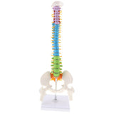 Maxbell 17inch Scientific Ultra Flexible Spine Model for Anatomy Teaching Learning - Aladdin Shoppers