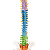 Maxbell 17inch Scientific Ultra Flexible Spine Model for Anatomy Teaching Learning - Aladdin Shoppers