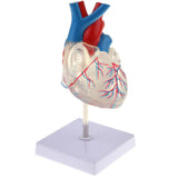 Maxbell Maxbell 1:1 scale Transparent Human Heart Anatomical Model Cardiovascular Anatomy Cardiac Organ School Biology Education Teaching Aids