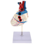 Maxbell Maxbell 1:1 scale Transparent Human Heart Anatomical Model Cardiovascular Anatomy Cardiac Organ School Biology Education Teaching Aids